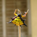 spiny backed orbweaver