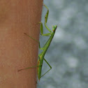 Praying Mantis