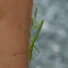 Praying Mantis
