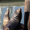 California Sea Lion