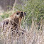 yellow-bellied marmot