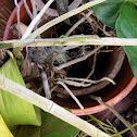Green anole