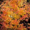 Japanese Maple