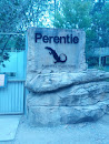 Perentie: Australia's Largest Lizard