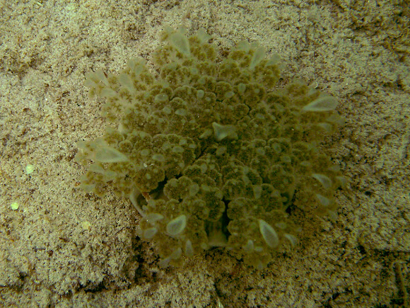 Spotting Image 1