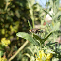 Fly