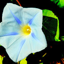 morning of glories
