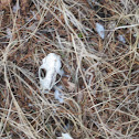 bones