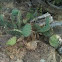 Prickly pear cactus