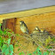 Baby Robin