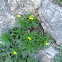 Erysimum corinthium