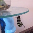 Monarch butterfly caterpillar 