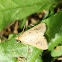 Moth