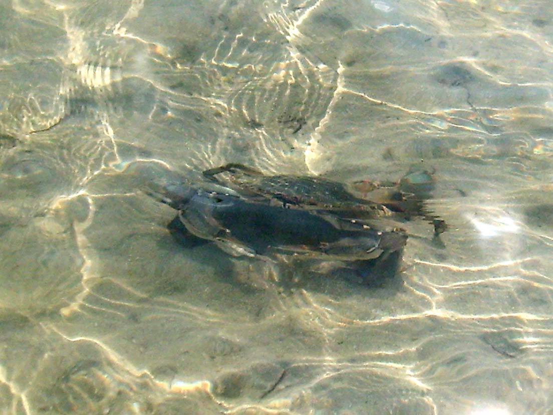 Blue Crab