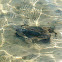 Blue Crab