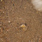 Plough Shell