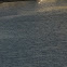 Seagull