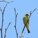 Lesser Goldfinch (Female)