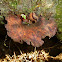 Polyporus