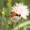 Calico Pennant