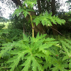 Giant Hogweed