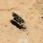 Sand wasp