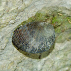 Sea Snail