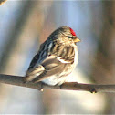 Common Redpoll