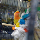 Peach-faced Lovebird