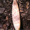 Cantaloupe 