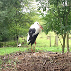 Stork
