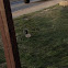 Eastern Gray Squirrel