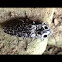 Click Beetle