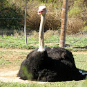 Ostrich