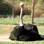 Ostrich