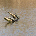 Western Painted Turtles