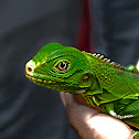 Iguana o Teyú