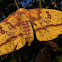 Imperial Moth