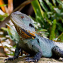 Eastern Water Dragon