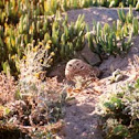Burrowing owl