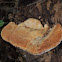 Resinous Polypore