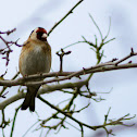Goldfinch