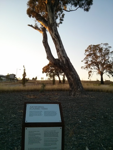 Aboriginal Scarred Trees