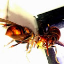 Asian giant hornet