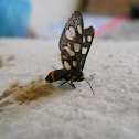 Tiger Moth