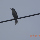 whistle bird