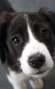 How to get Border Collie Wallpapers 1.0 apk for android
