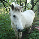 Wild horse