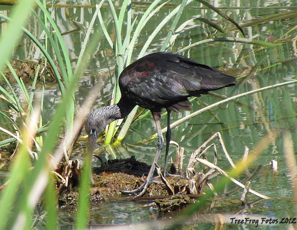 Spotting Image 1