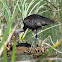Glossy ibis